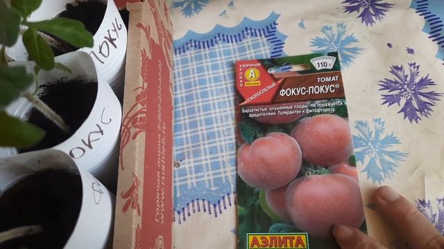 Рассада томатов "Фокус Покус". смотреть онлайн