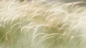 Вероника Сыромля " Разлилась речка "