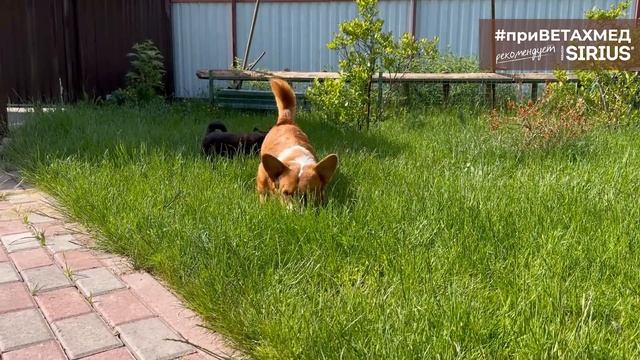 Секреты породы. Вельш-корги кардиган // #приВЕТАХМЕД смотреть онлайн