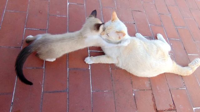 Ангорская кошка или турецкая ангора. Плюсы и минусы, Цена, Как выбрать, Факты, Уход, История смотреть онлайн