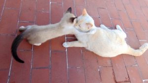 Ангорская кошка или турецкая ангора. Плюсы и минусы, Цена, Как выбрать, Факты, Уход, История