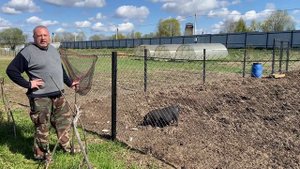 КОРМЛЕНИЕ СВИНЕЙ КАРАСЯМИ