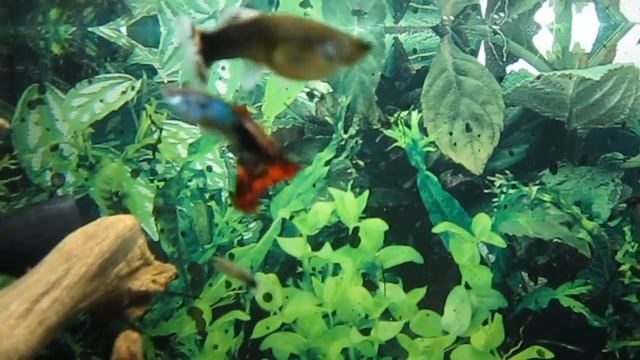 Гупёшки весёлые рыбёшки смотреть онлайн