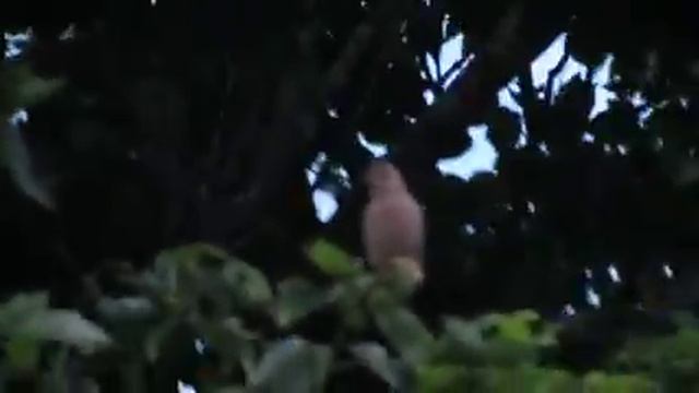 Mama and daddy red headed finches смотреть онлайн