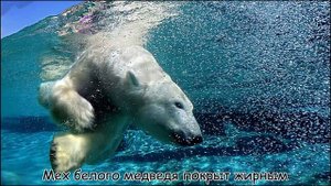 Интересные факты о Белых Медведях