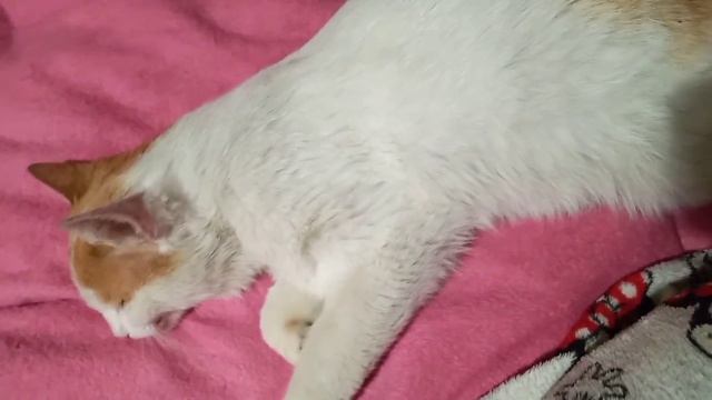 смешной кот учуял колбасу через сон смотреть онлайн