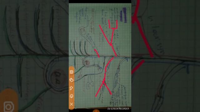 Блуждающий нерв ( X пара черепных нервов ), n. vagus - Med Life