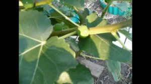 инжир Далматский и белый Адриатический. воздушные отводки