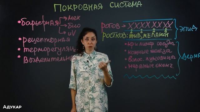 Покровная система человека| Биология ЦТ, ЕГЭ
