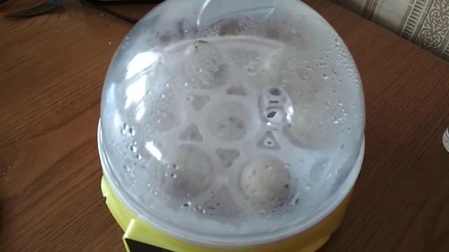 Перепел-улитка))) на перепелиной ферме "Лунатики" смотреть онлайн