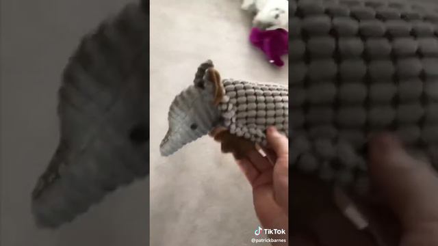 WHEN YOUR DOG DON'T GIVE BARNEY 😂 смотреть онлайн