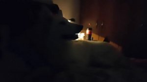 Zandor, white swiss shepherd watching Mogli"s movie