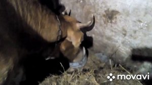 Подготовка коровы к отелу.