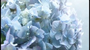 [R] blue hydrangea (AOD_Live)