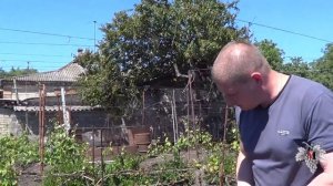 Уход за подмерзшими кустами винограда. Борьба с жирующими побегами