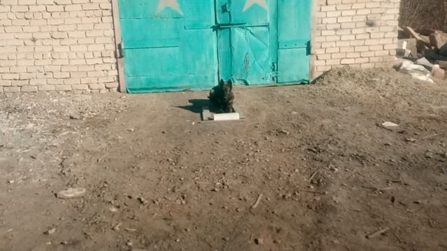 Отработка связки сидеть-лежать.