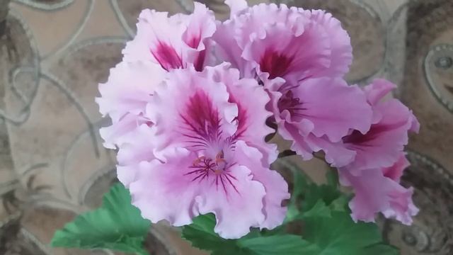 Королевская пеларгония rosmaroy смотреть онлайн