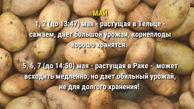 КОГДА САЖАТЬ КАРТОШКУ в 2022 году? Лунный календарь огородника, лучшие посадочные дни смотреть онлайн