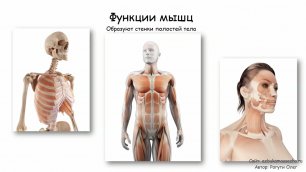 Мышечная ткань. Строение и функции скелетных мышц | Урок 5, часть 1 | Видеоуроки по массажу