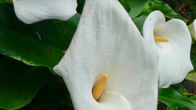 perennial garden plants for shade and semi-shade🌸🌿 смотреть онлайн