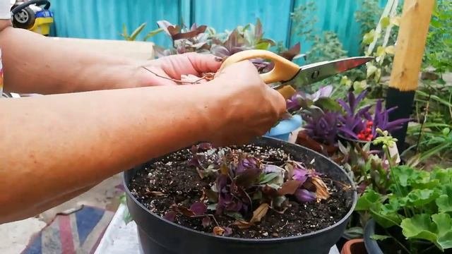 Размножение традисканции, летом совсем просто 19июля 2023г.