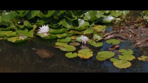 Lotus Pond (EXTENDED) - Aakash Gandhi