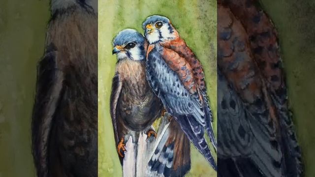 Animation of Kestrel Birds in Love