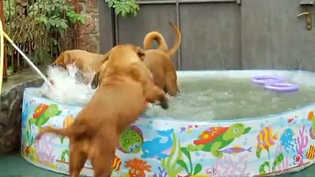 Питомник бордоских догов «Perle de France» http://perl.petsinform.com/ смотреть онлайн