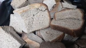 Можно ли давать курам хлеб?