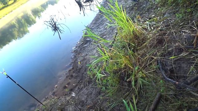 Рыбалка на белого амура. Ловим на траву.