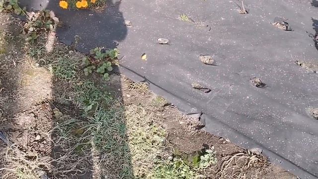 Какую плотность агроспана выбрать для посадки клубники! смотреть онлайн