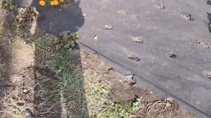 Какую плотность агроспана выбрать для посадки клубники!