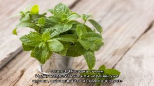 Как посадить и вырастить мяту в горшке в домашних условиях: пошаговая инструкция. Мята перечная на.