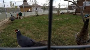 VLOG: Поездка с друзьями на Зооферму|Алексин-страус|Зоопарк|Танец страуса 0+