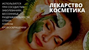 Биологий. Факты о водорослях