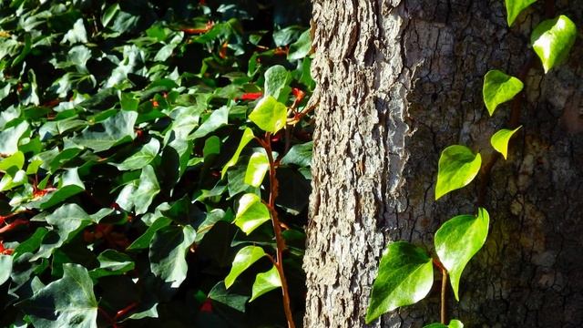Olympus SP-100EE(u) Trees and shadows смотреть онлайн
