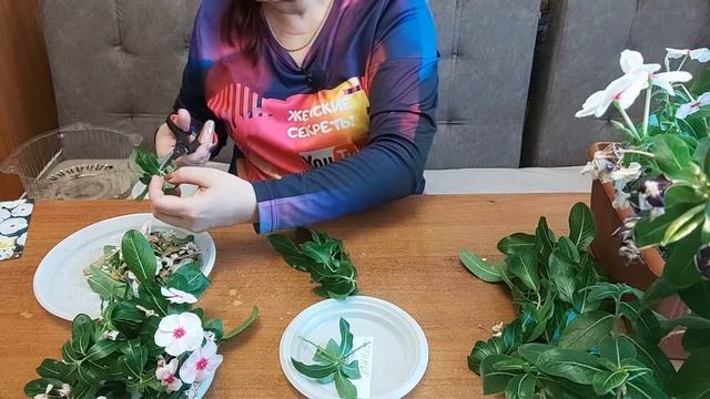 Цветет уже 5 месяцев подряд! Катарантус.