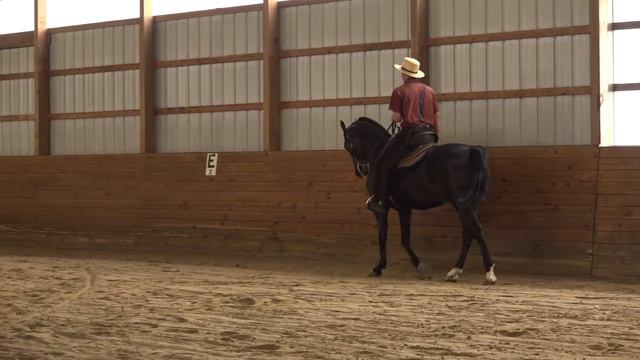 PAMF STEPPING ROAMER: Morgan Gelding For Sale смотреть онлайн