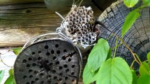 Сделал домики для полезных насекомых у себя в саду.