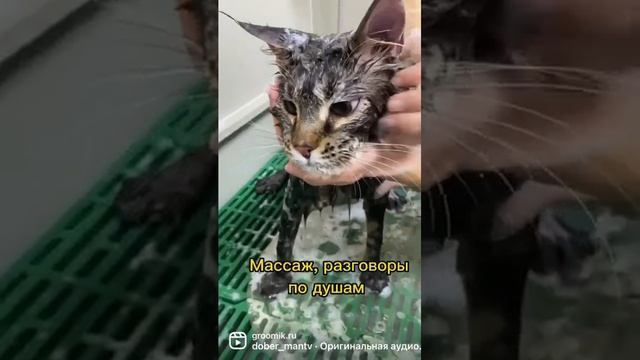 Как искупать кота, которого ни разу не мыли? Бегом в Groomik.ru #грумермосква #мейнкун #мытьекота