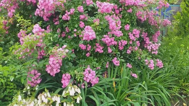 Плетистая розочка мелкоцветковая.Вырастила из черенка. смотреть онлайн