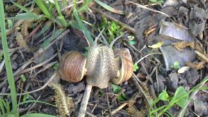 Садовые улитки делают это....MP4