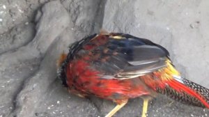 Гибридный фазан