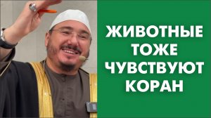 Животные тоже чувствуют Коран