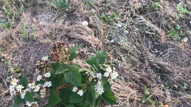 Ежевика Дойл сигналки на поле. смотреть онлайн