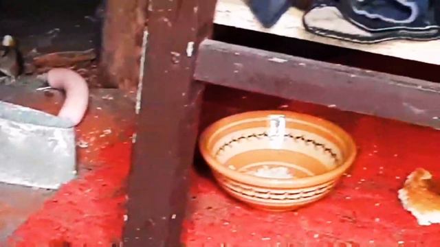 Пир мышек на даче.Сосиски не едят даже мышки. смотреть онлайн