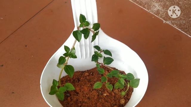 Hanging Plants in My Garden| Easy Growing Hanging Plants| Balcony Garden| Aswathy Ganga| Malayalam