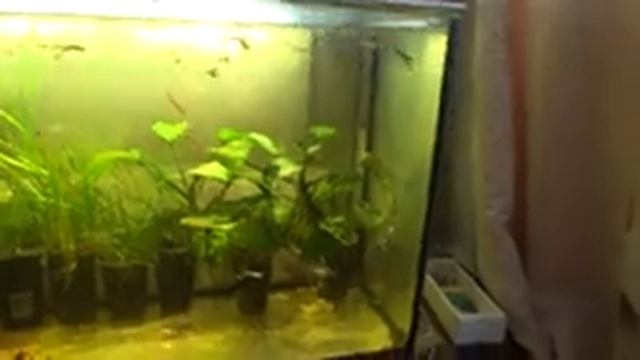 100 ЛИТРОВЫЙ АКВАРИУМ РЫБКИ ГУППИ СПУСТЯ 6 МЕСЯЦЕВ. 18# смотреть онлайн