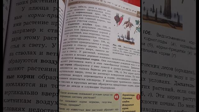 Краткий пересказ §40 Видоизменение корней.Биология 5-6 КЛАСС.