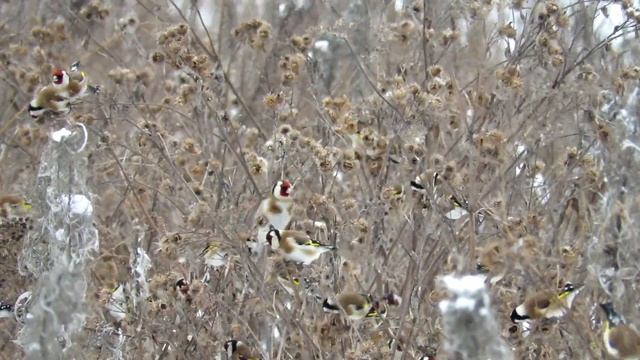 Стая Щеглов на репейнике, European Goldfinch смотреть онлайн